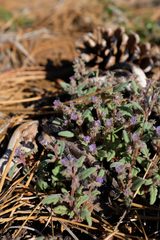 Phacelia austromontana