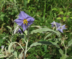 Solanum elaeagnifolium image