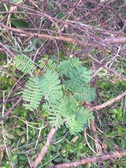 Aeschynomene cristata