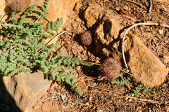 Oreonana purpurascens