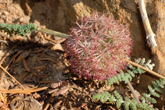 Oreonana purpurascens
