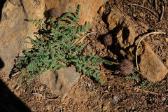 Oreonana purpurascens