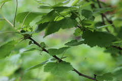 Ribes × nidigrolaria