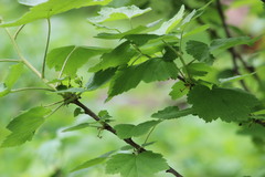 Ribes × nidigrolaria