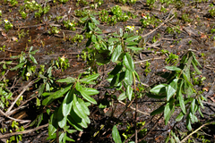 Rhododendron columbianum