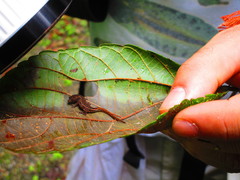 Sphaerodactylidae