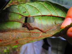 Sphaerodactylidae