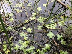Marsilea mutica