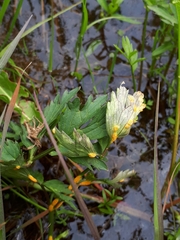 Aecidium ranunculi-acris