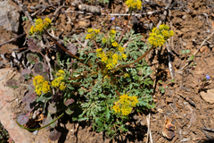 Cymopterus terebinthinus