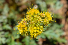 Cymopterus terebinthinus