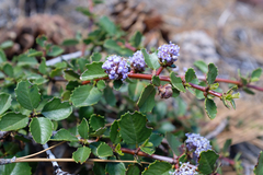 Ceanothus pinetorum