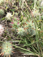 Trifolium angustifolium