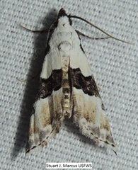 Nigetia formosalis