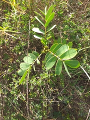Senna didymobotrya