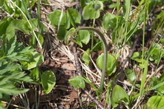Pteridium latiusculum japonicum
