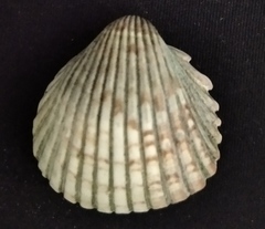 Trachycardium procerum