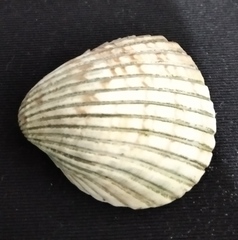 Trachycardium procerum