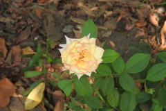 Rosa