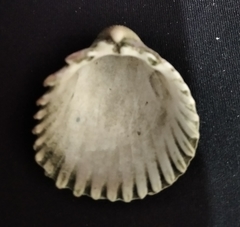 Trachycardium procerum