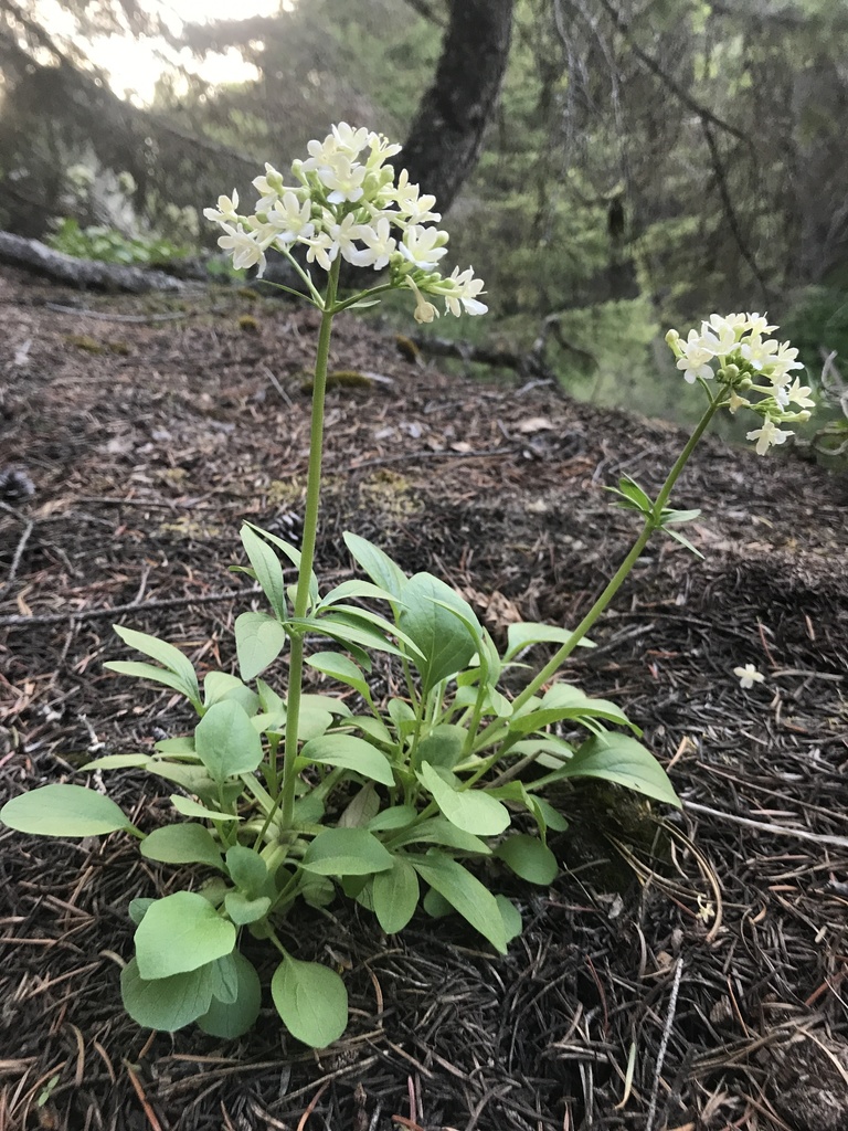 Wenatchee valerian