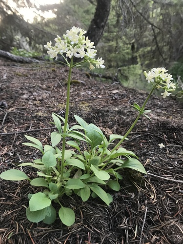 Wenatchee valerian (Valeriana columbiana)
