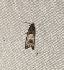 Notocelia cynosbatella