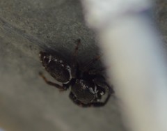 Metaphidippus manni