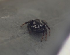 Metaphidippus manni