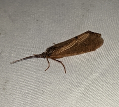 Ptilostomis ocellifera