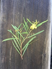 Acacia uncifolia