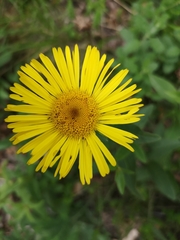 Inuleae