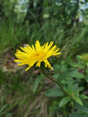 Inuleae