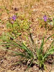 Iris hartwegii australis