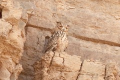 Bubo ascalaphus