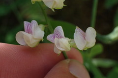 Lathyrus delnorticus