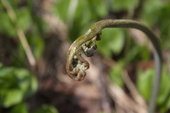 Pteridium latiusculum japonicum