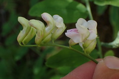 Lathyrus delnorticus