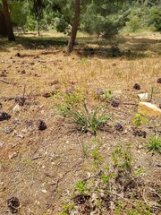 Iris hartwegii australis