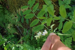 Lathyrus delnorticus