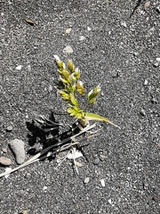 Poa eminens