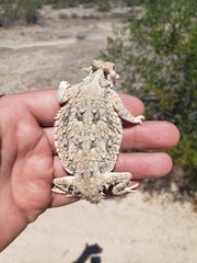Phrynosoma goodei