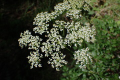 Ligusticum californicum