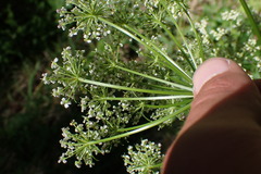 Ligusticum californicum