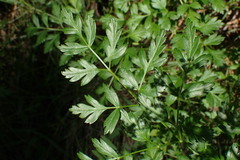 Ligusticum californicum