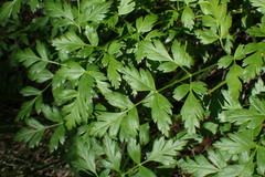 Ligusticum californicum