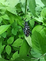 Anoplophora macularia