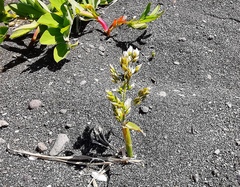 Poa eminens