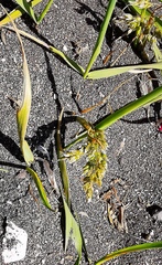 Poa eminens
