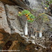 Socotra Cucumber Tree - Photo (c) prasadkotian, some rights reserved (CC BY-NC)